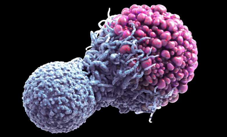 کشف مرگ سلولی می تواند به درمان سرطان کمک کند - خبرگزاری مهر ایران و جهان