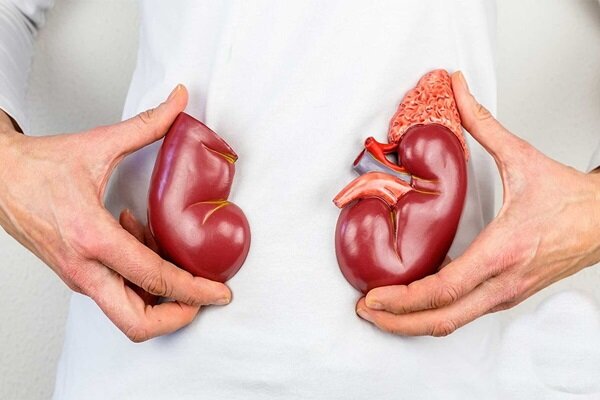 پیشگیری از بیماری های کلیوی با چکاپ های منظم - خبرگزاری مهر ایران و جهان