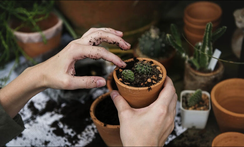 باغبانی خطر زانو درد و آرتروز را کاهش می دهد - خبرگزاری مهر ایران و جهان