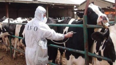 مصرف 8.6 میلیون دوز واکسن جدید وارداتی برای کنترل بیماری تب برفکی