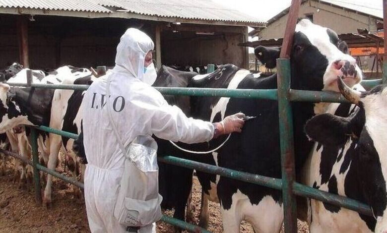 مصرف 8.6 میلیون دوز واکسن جدید وارداتی برای کنترل بیماری تب برفکی