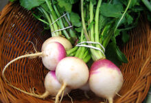 بررسی خواص شلغم از دیدگاه طب سنتی ایران