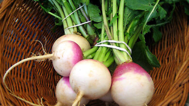 بررسی خواص شلغم از دیدگاه طب سنتی ایران