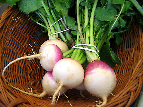 بررسی خواص شلغم از دیدگاه طب سنتی ایران