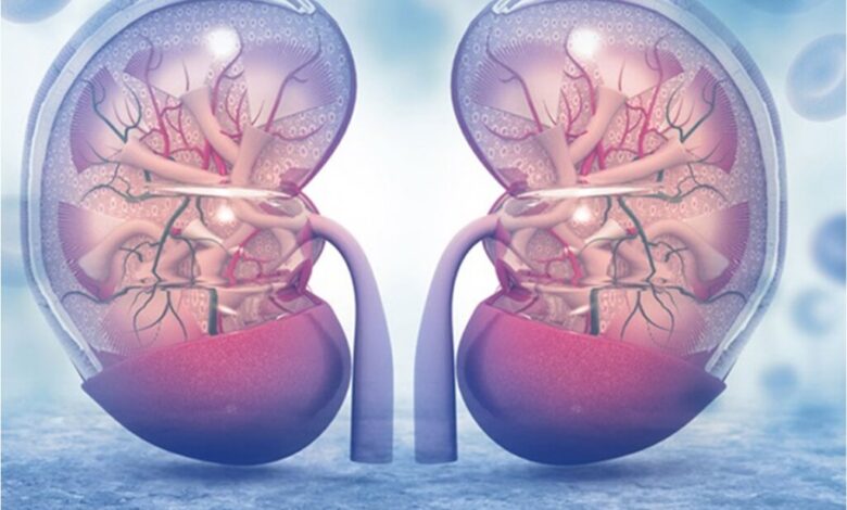 عملکرد کلیه ها در بدن چیست؟ | حجم بالای خون رسانی به کلیه ها