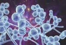 زنگ هشدار ابتلا به انواع عفونت‌ها با افت گلبول های سفید خون