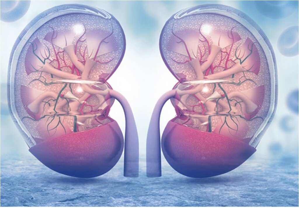 سبک زندگی سالم؛ سپر دفاعی در برابر بیماری های کلیوی