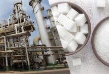 واکنش سازمان غذا و دارو به فرآیند تولید شکر - خبرگزاری مهر ایران و جهان