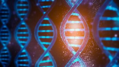 نقش 55 درصدی ژنتیک در شکل گیری طول عمر - خبرگزاری مهر ایران و جهان