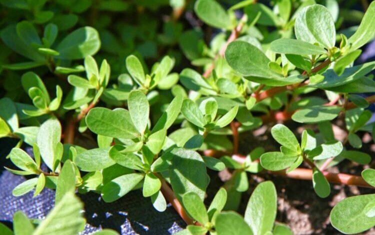 خرفه؛ یک مکمل طبیعی برای کنترل فشار خون بالا