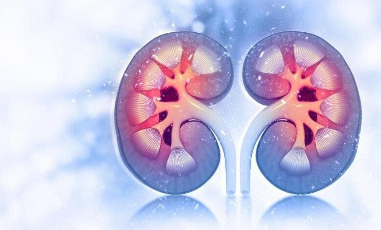 داروی دیابت روند پیری کلیه را کند می کند - خبرگزاری مهر ایران و جهان