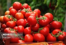 نقش گوجه فرنگی در سلامت لثه - خبرگزاری مهر ایران و جهان