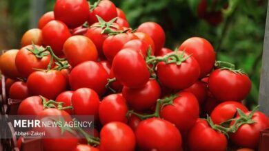 نقش گوجه فرنگی در سلامت لثه - خبرگزاری مهر ایران و جهان