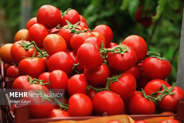 نقش گوجه فرنگی در سلامت لثه - خبرگزاری مهر ایران و جهان