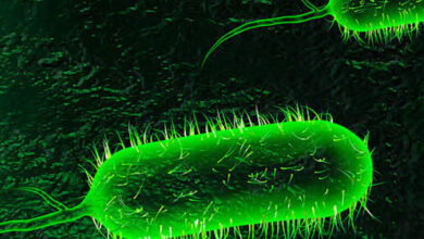 آخرین وضعیت بیماری وبا در ایران، منطقه و جهان اعلام شد - خبرگزاری مهر ایران و جهان