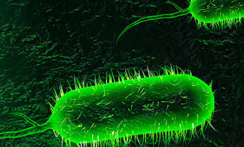 آخرین وضعیت بیماری وبا در ایران، منطقه و جهان اعلام شد - خبرگزاری مهر ایران و جهان