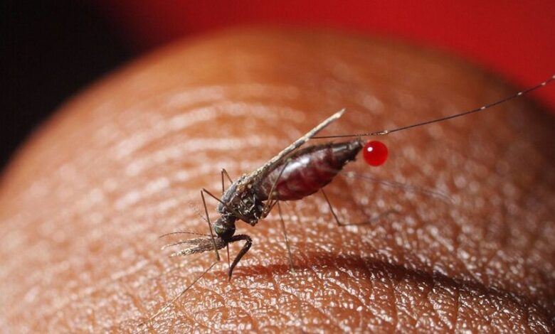 نقش مؤثر ایران در مسیر جهانی ریشه‌کنی مالاریا