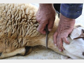 ذبح غیربهداشتی دام‌ها، ممنوع - خبرگزاری سلامت