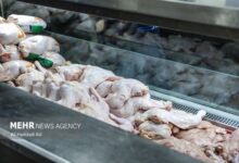 ماجرای استفاده از جگر مرغ برای سالمندان - خبرگزاری مهر ایران و جهان