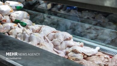 ماجرای استفاده از جگر مرغ برای سالمندان - خبرگزاری مهر ایران و جهان