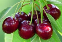 خواص گیلاس از دیدگاه طب سنتی - خبرگزاری مهر ایران و جهان